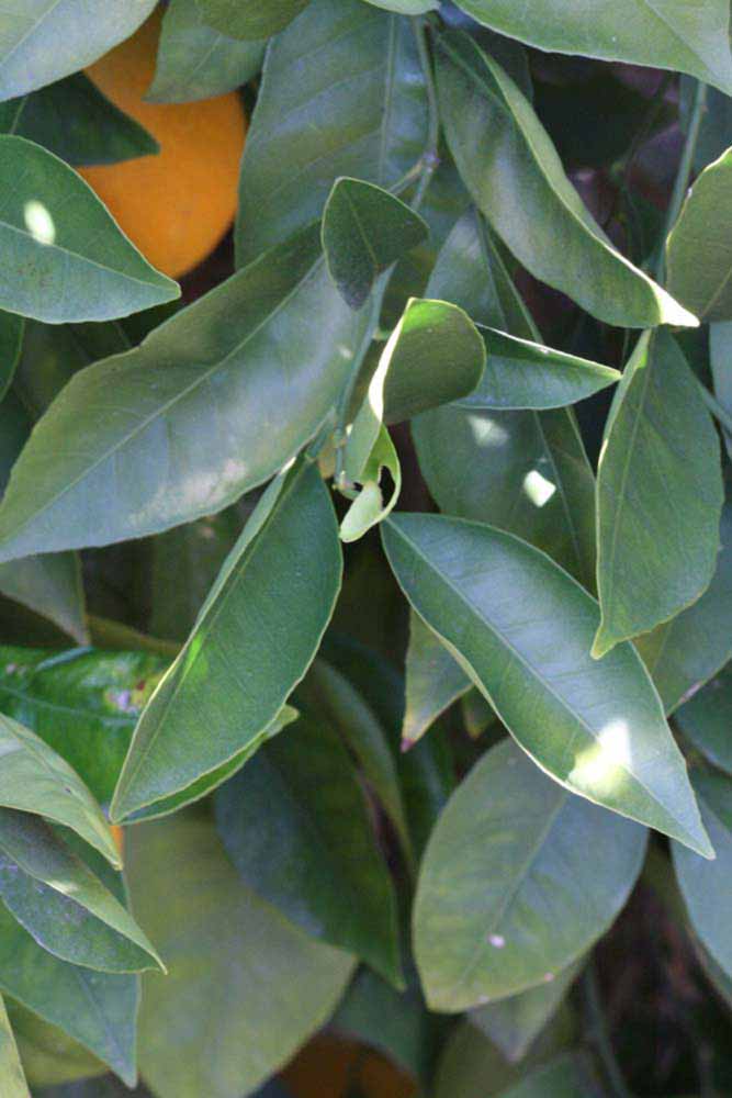            Shade leaves (Riverside, CA)   